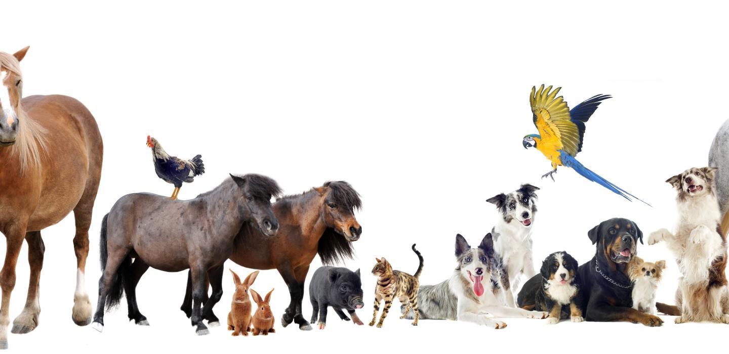 一群农场动物和家庭宠物